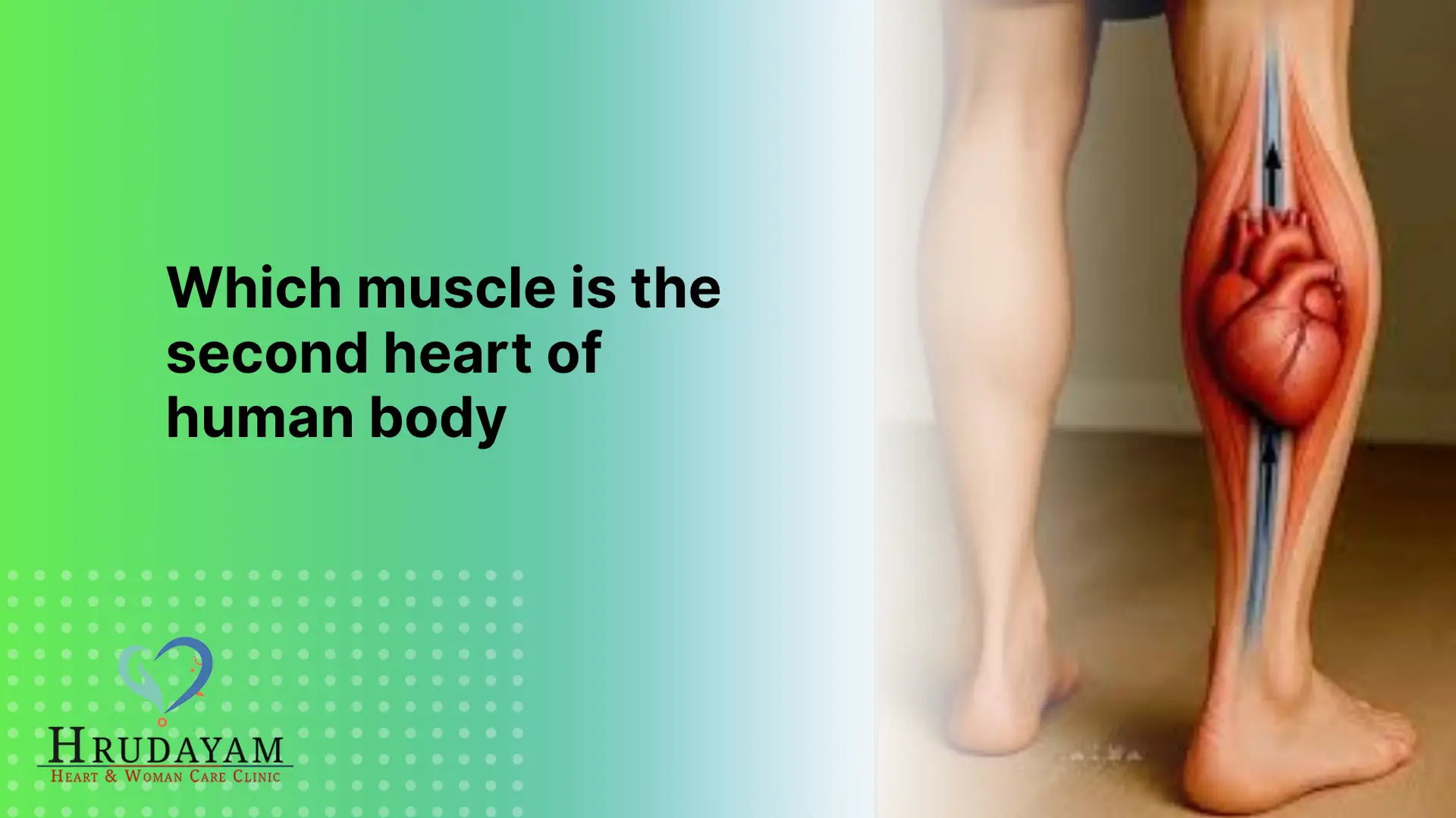 Which Muscle Is The Second Heart Of Human Body which-muscle-is-the-second-heart-of-human-body