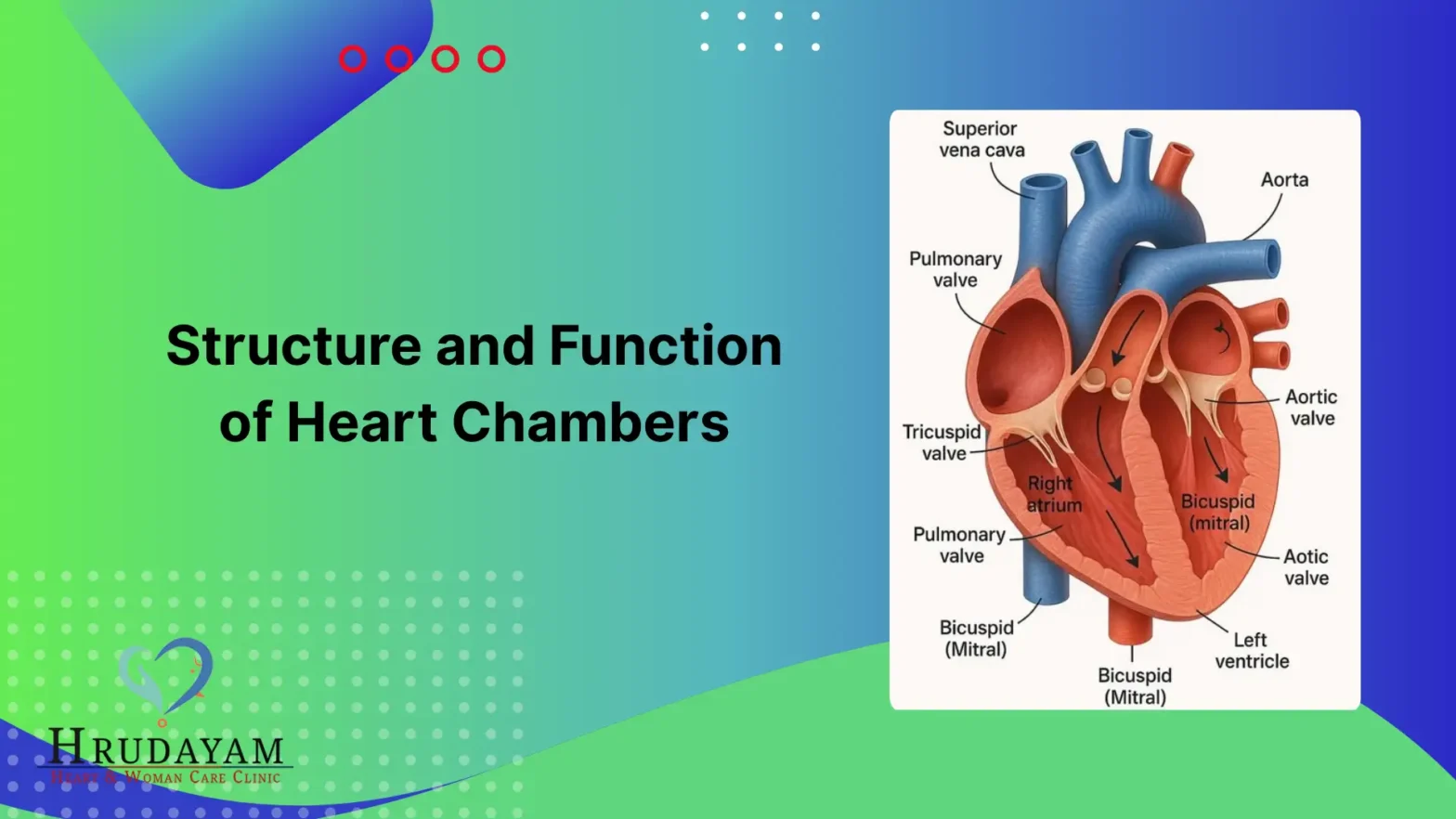 Structure and Function of Heart Chambers Explained